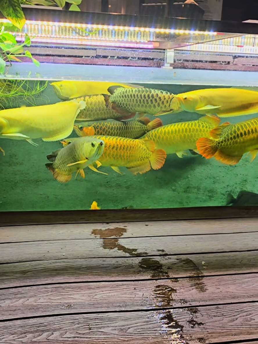 Perfect Aquarium Set up! Super Red Arowana, Golden Arowanas and Sumatran Tigers with some blood Parrots. A sight to behold! #arowana #aquarum #hobby #superredarowana 