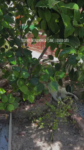 #cats #prophet #prophetmuhammad #muhammadsaw #saw #catsislam #islam #animals #katzen #foryou 