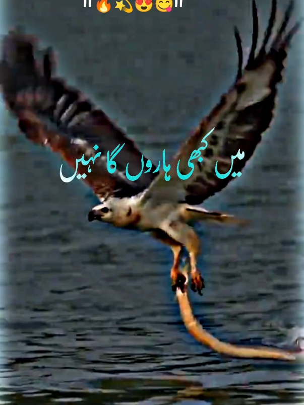 میں کبھی ہاروں گا نہیں یہ بات میں جانتا ہوں 🔥🔥🔥🔥🔥🔥🔥 #foryoupage #🖇️✨🥀💔# #standwithkashmir #fyp #a #500k#poetrystatus #viralmyvideoplztiktok #whatsappstatus #goviral#NotYourAffan#500k