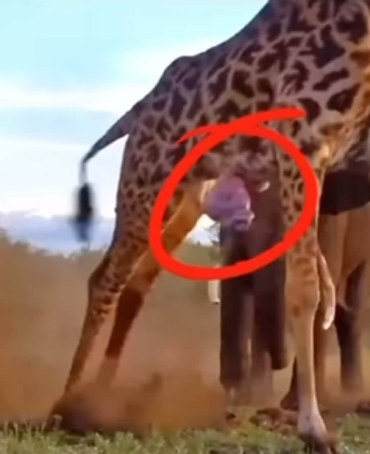 elephant hurts giraffe #viralreels  #trendingvideo  #tanzania🇹🇿  #viralvideo  #tanzania  #trendsouthafrica  #wild  #southaftica  #viralvideos  @Wildlife Tanzania 🇹🇿 