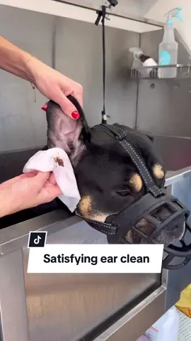 Nothing I enjoy more than a good ear clean 😅🐶 #fyp #dogearcleaning #earcleaning #xlbully @Buddycare 
