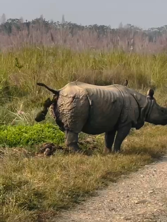 चितवन राष्ट्रिय निकुञ्जको दृश्य सौराहामा #viral #foryou #tiktoknepal #chitwan_muser #sauraha_chitwan🇳🇵 #fyp #rhinoceros #chitwannationalpark 