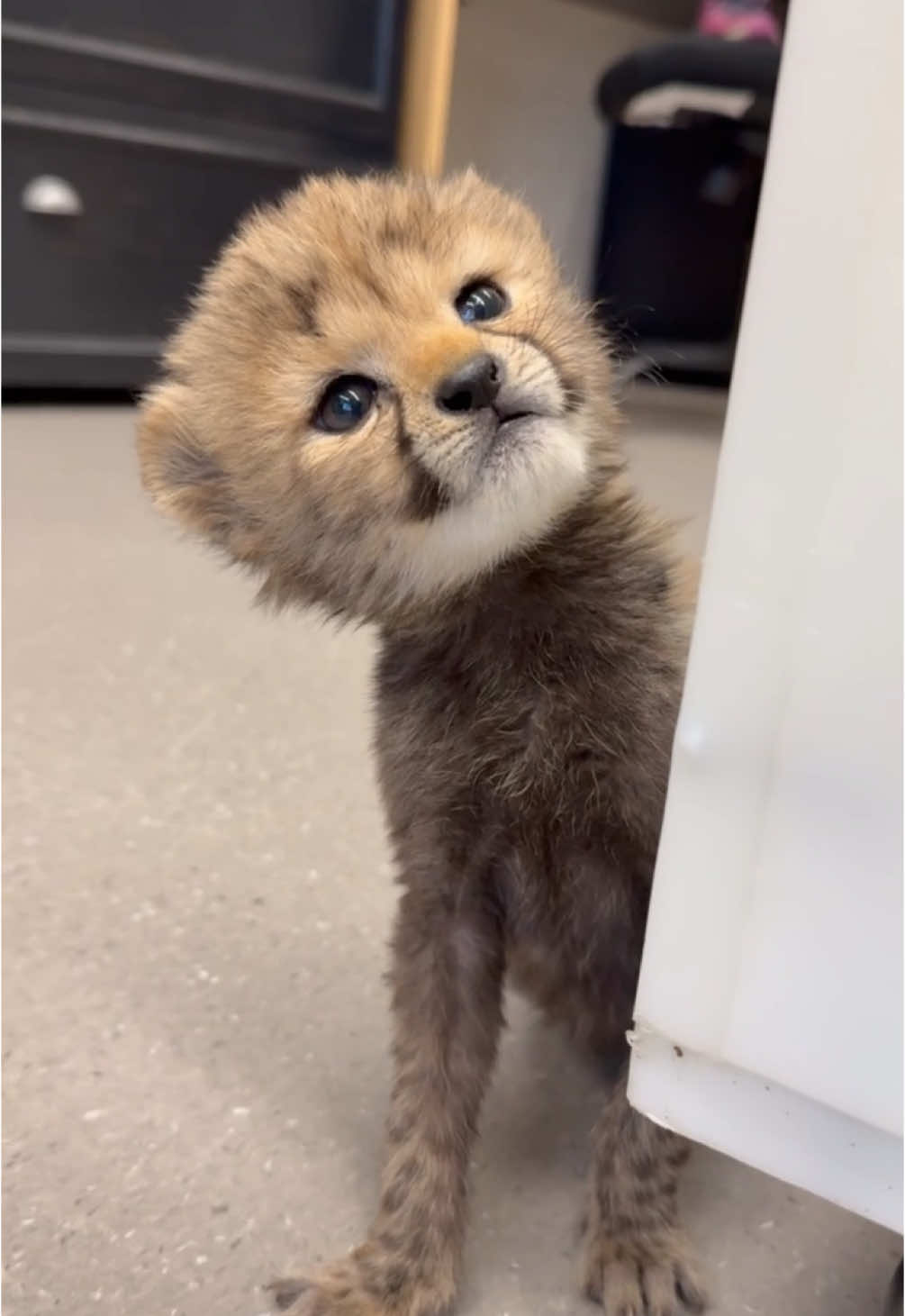 Cuteness overload! #babyanimal #cheetah #cincinnatizoo #cats 