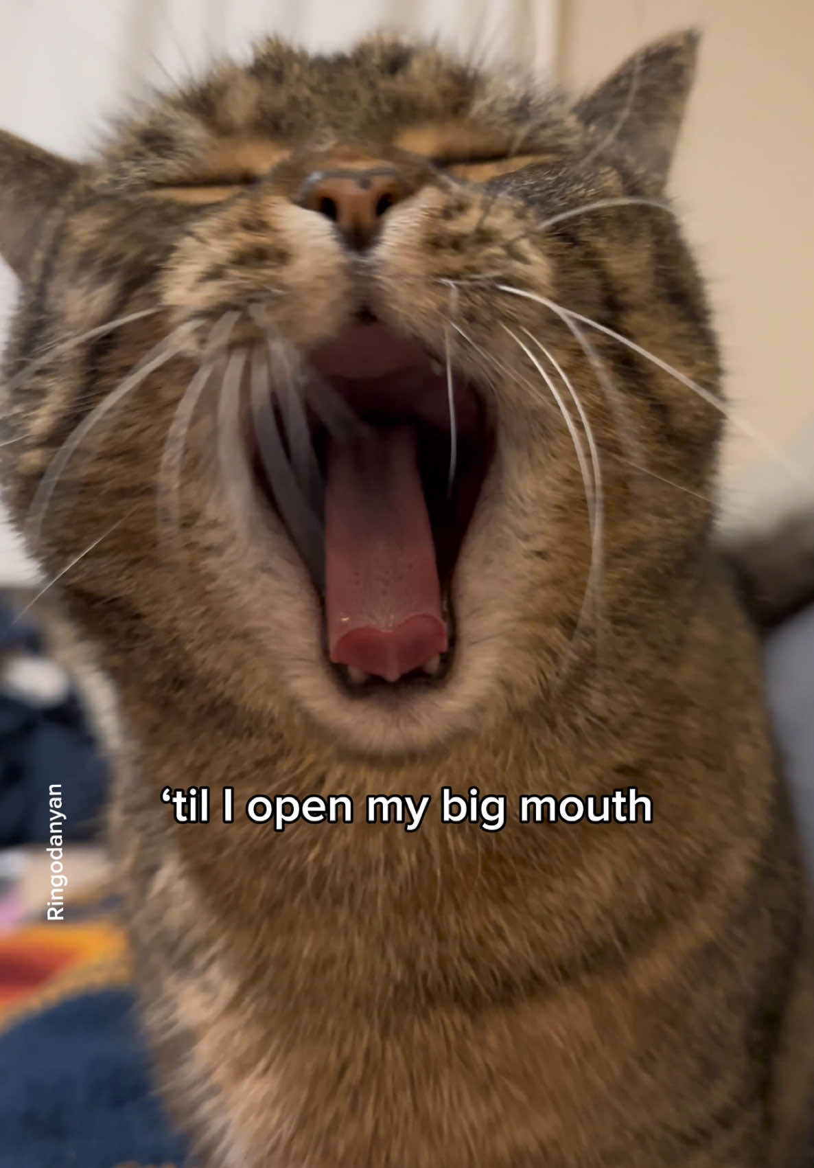 Let my cat do whatever he wants!😊 #cute #cat #catsoftiktok 