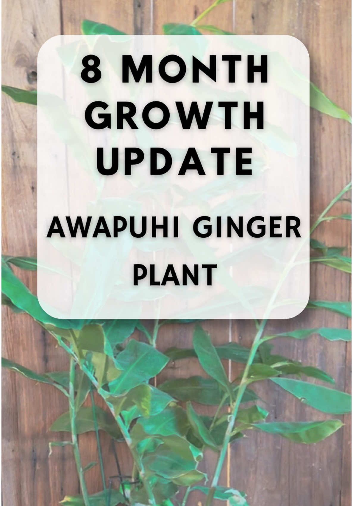 One of my favorite plants for several reasons! 1. because it was gifted to me by my forever friend 🩷 2. Ill be using the fluid it secretes for natural hydrating hair care & 🌱 3. Aesthetics >> it serves the best jungle vibes! Cant wait for this guy to give up the red “pinecones”. Ill be posting videos when it starts secreting the hair care magic sauce so make sure you follow along! #awapuhi #ginger #haircare #hawaiian #awapuhiwildginger #gingerplant #harvest #naturalhair #DIY #diyhaircare #makeyourown #transitions #growth #update #plantgrowth #thenvsnow #fyp #foryoupage #trendingnow #2025 #followme #viralhairhack #freehairproducts #plantsoftiktok #ginger #shampoo #shampooginger #shampoogingerplant 