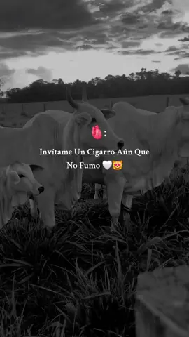 🫶🎶💋♥️ #joansebastian #motivation #fyp #rolitasparadedicar #valkyria041 #viralvideos 