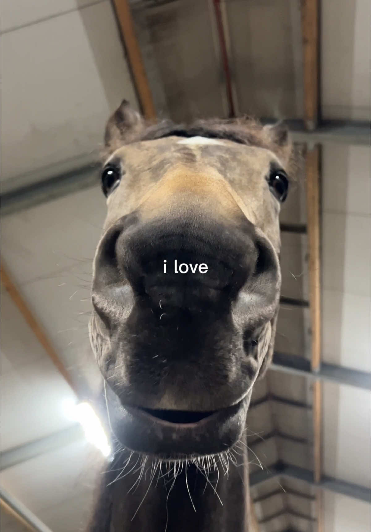 How can you not love Prince🥹 #horse #pferd #paard #horsetok #horsesofinstagram #horsesoftiktok #equestrian #animal #cuteanimal #tonguehorse #buckskin #buckskinhorse #valk #nrps #crazyhorse #play #horsedog #prince 