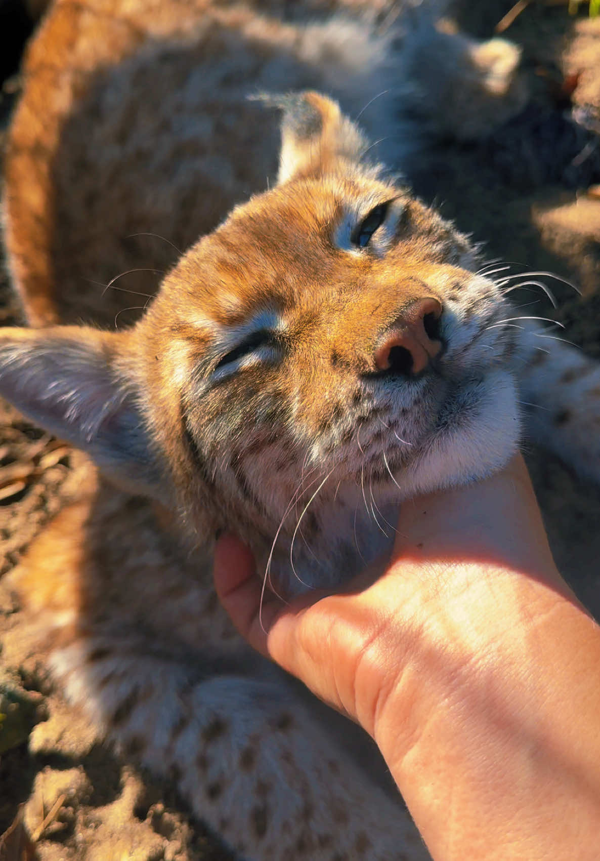 Savage purrs & boop 🥰 #NOTpets #lynx #eurasianlynx #lion #lions #boop #boops #boopboopboop #boopthesnoot #cub #purr #purrs #purring #purrbaby #Love #bigcat #bigcats #cat #cats #fl #florida #fyp 