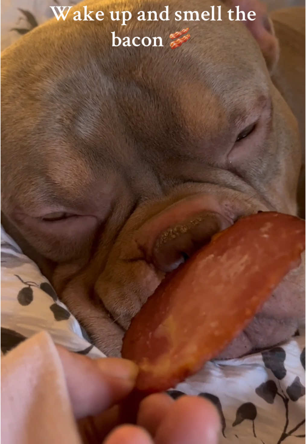 What a wake up call 🥓😂 #dogsoftiktok #dogs #familydogs #bacon #americanbullyofficial 