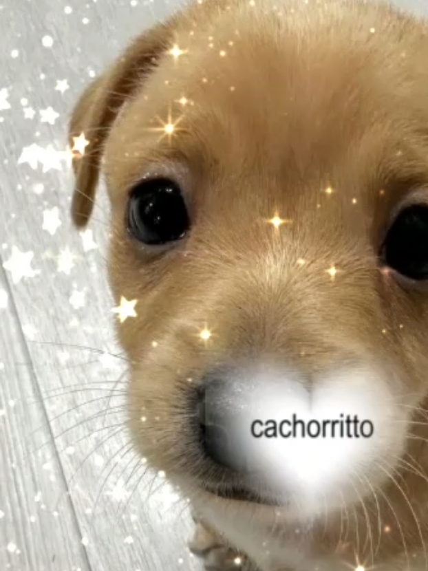 cachorrito #fyy #fy #fyyp #viralvideos #cachorrito #fofo #core #fyyyyyyyyyyyyyyyy 