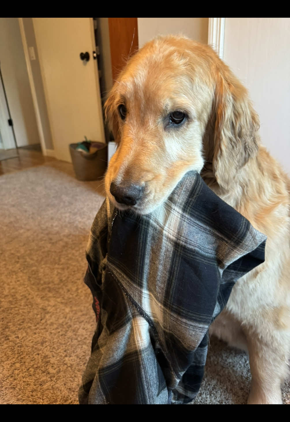 My heart cant handle the sweetness of this dog. She does this every morning. My husband will leave something out for her to grab. ❤️🥹 #dogsoftiktok #goldenretriever #fyp #goldensoftiktok #dogtok #viralvideo