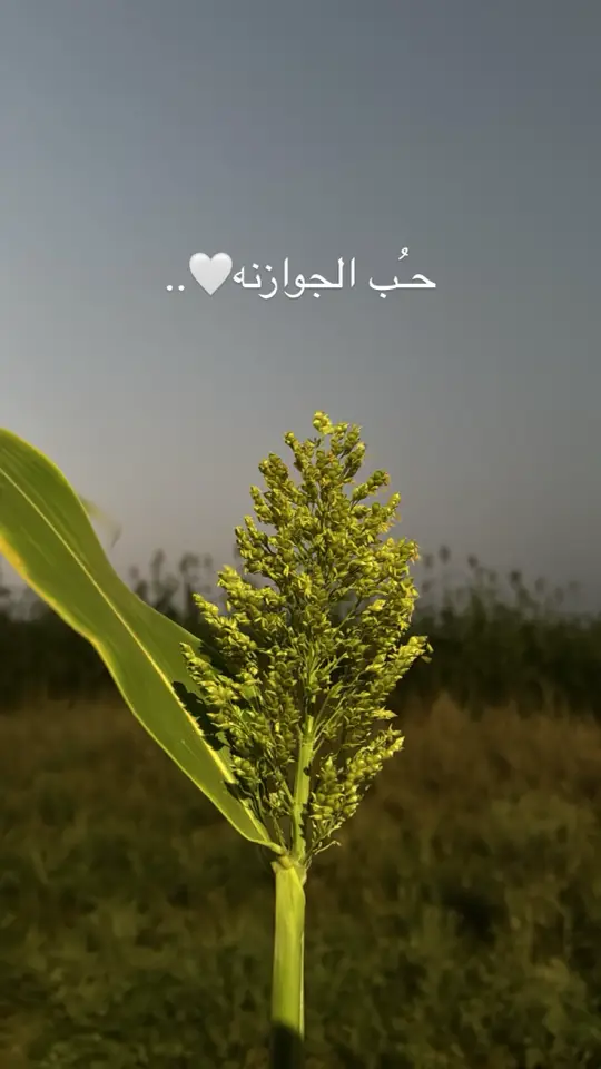 #اكيبلور_explore #flypシ 