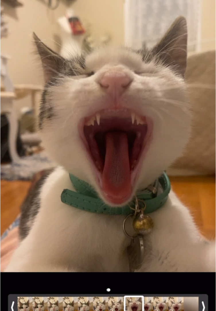 The amount of times i had to retry this… #catsoftiktok #kitten #cats #metalcat #singingcat #livephoto #systemofadown #soad #funnycatsoftiktok #fyp #foryoupage 