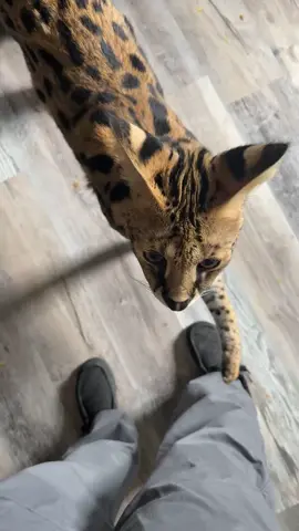 sound on 🔊🔛 for cute little meows #servalcat #serval #exotic #exoticpets #uaptiktok #newjersey #holiday #joeexotic  #joerogan 