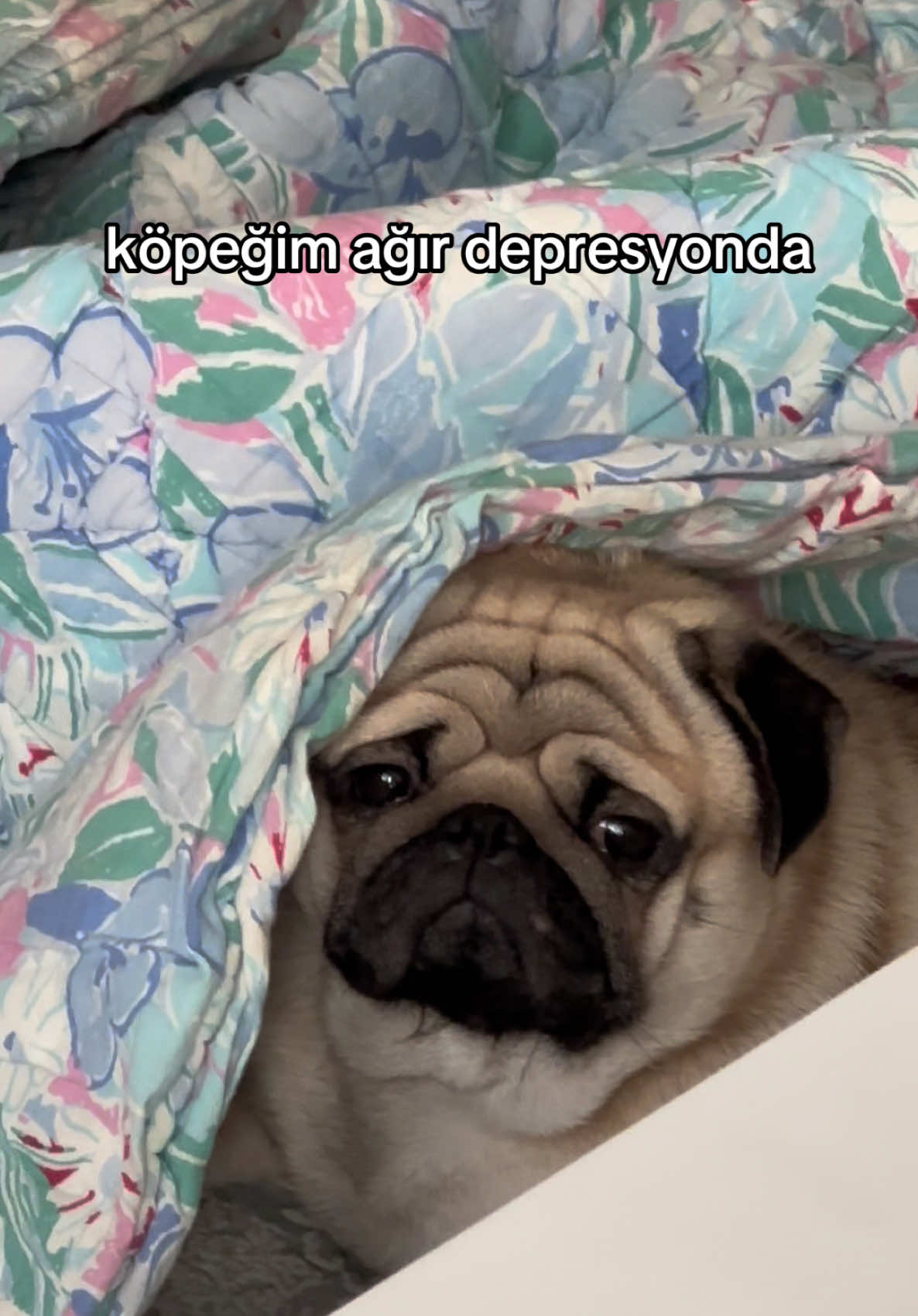 Akşam rakıya gidicez #pug #fyp #keşfetbeniöneçıkar 