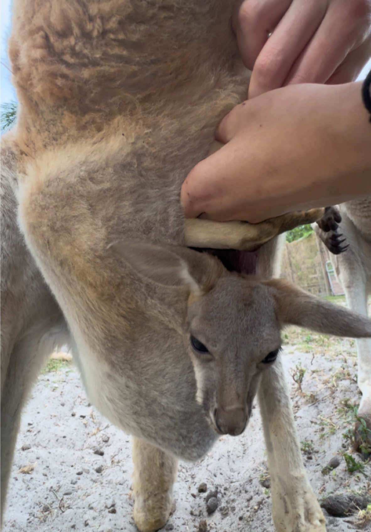 This is how we check on the health of our baby Kangaroos! Want to meet pur AMAZING Animals? Book A Tour NOW at AnimalEDventures.com #ForYouPage #ForYou #Fyp 