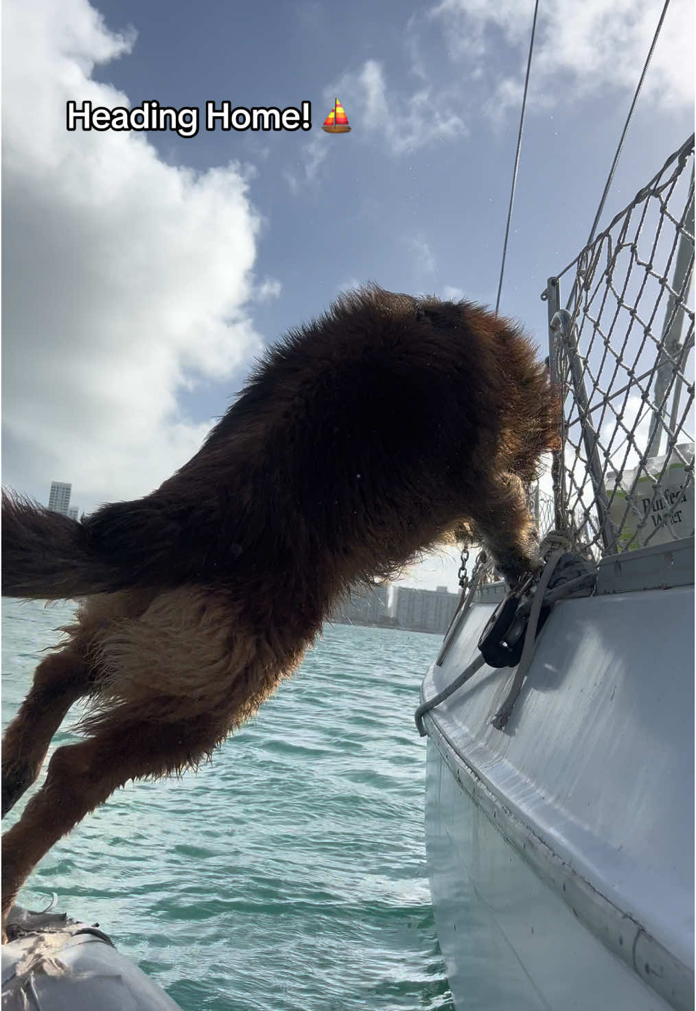 Real Sea Wolf. - - #germanshepherd #apollotheseawolf #boatlife #ocean #beach #dog #dogsoftiktok 