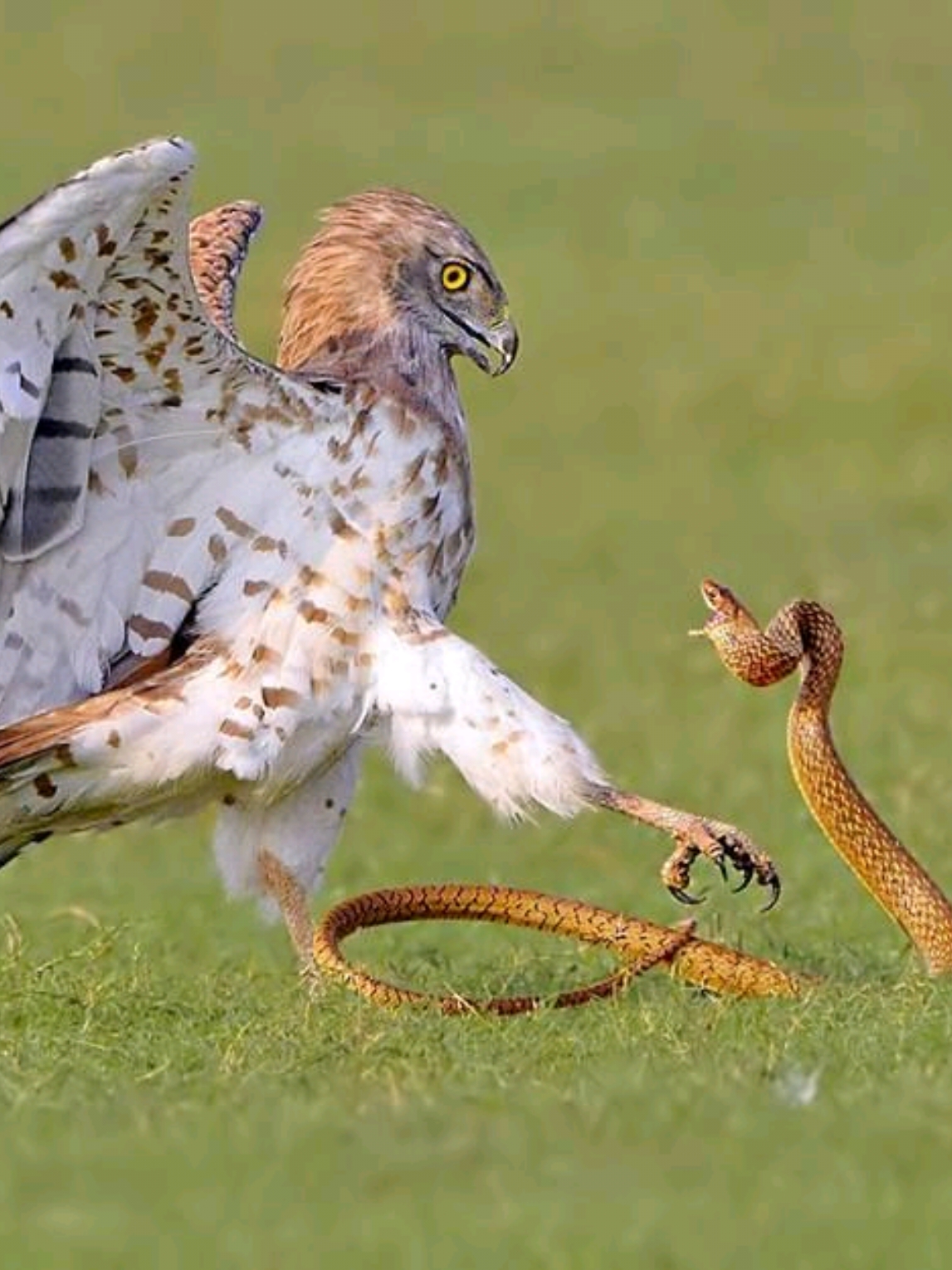 🦅vs🐍  . This hawk shows its power on a snake.  #great #hawk #vs #snake #fyppppppppppppppppppppppp #fyp #omg #tiktok #video #foryou #amazing #viral #bild #betfullvideo #4k #viral 