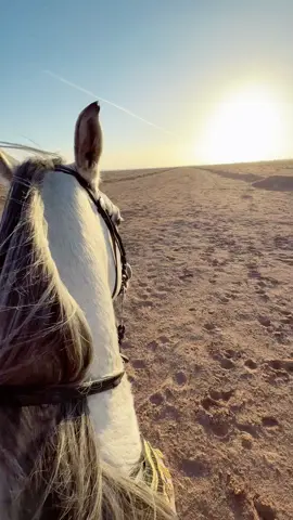 #عز_الفوارس #خيل_وخياله🐎 #حائل #زهير 