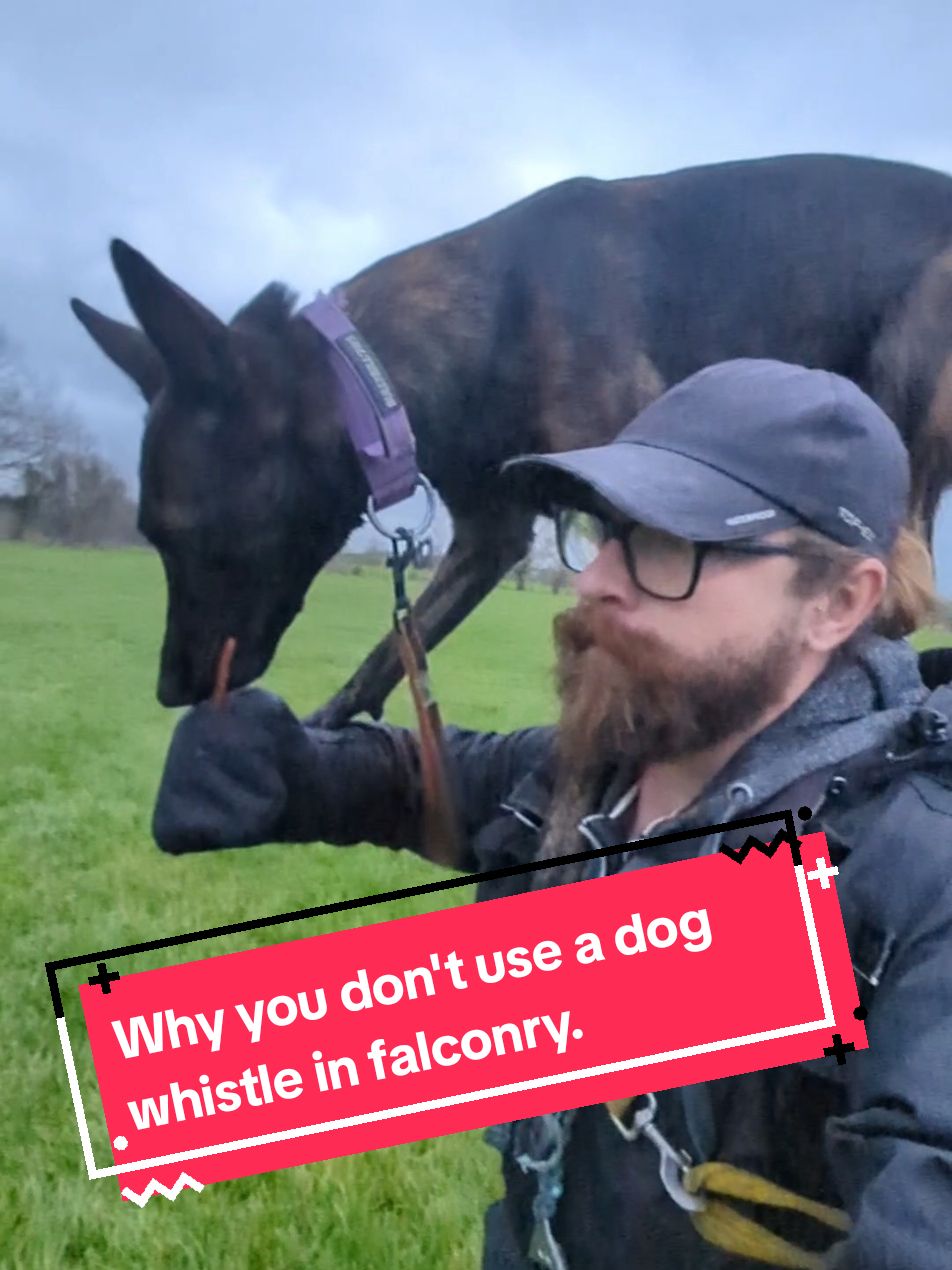 This is why you should never use a dog whistle in falconry. #creatorsearchinsights #falconry #birdsofprey #malinois #dutchshepherd #DogTraining #funnydog #dog 