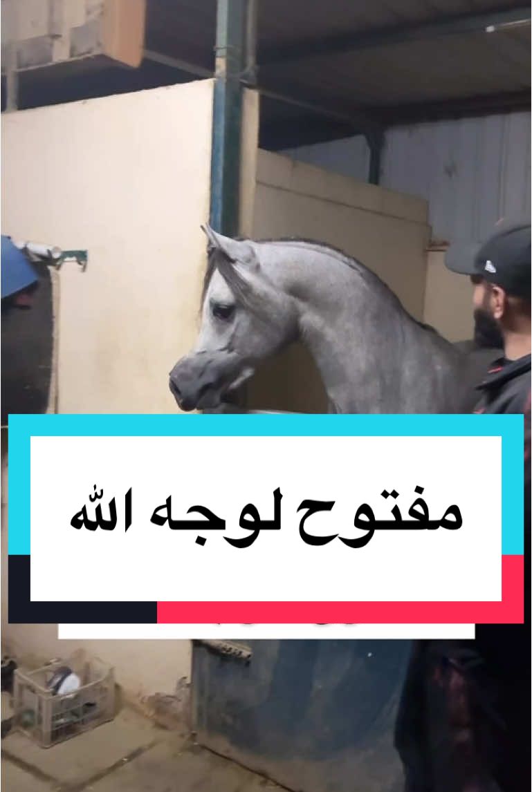 #حمد_اللاحم #خيل_عربي_اصيل #خيل_عربي 