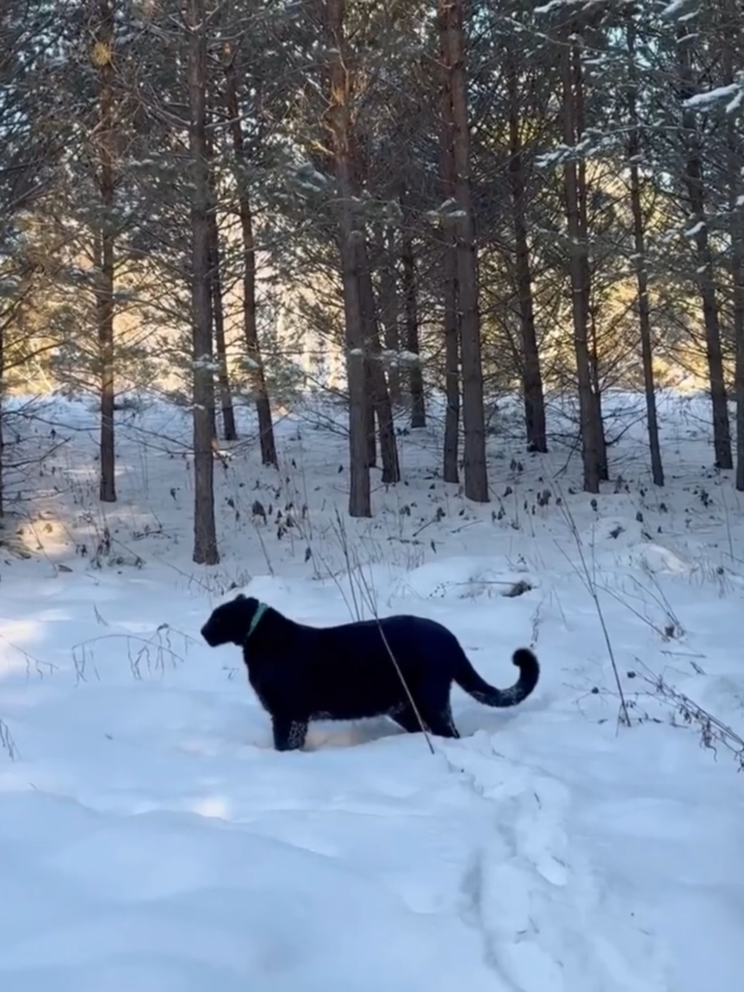 Luna the panther is happy to go out into the wild forest (ENG SUB)##lunathepantera #lunathepantera🥰 #pantera