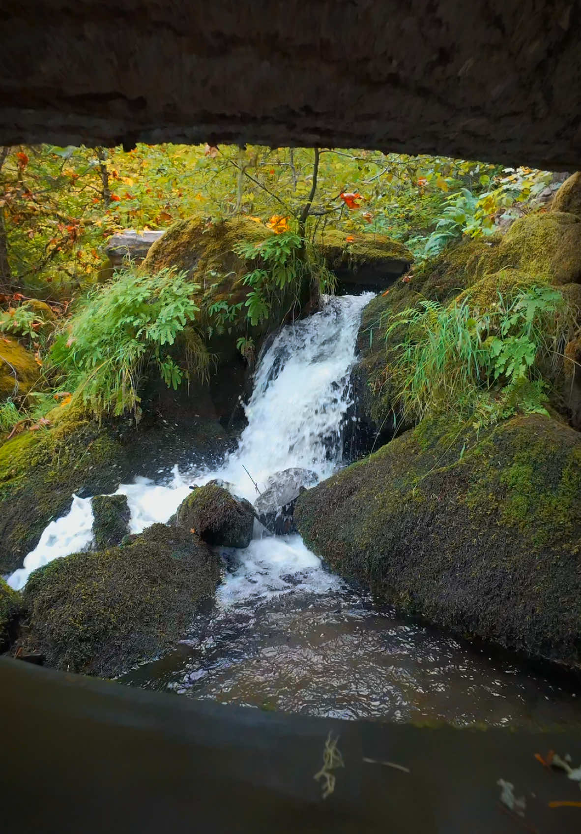 Navigating through fallen trees in the forest to discover a beautiful cascading creek, where nature’s tranquility and charm come to life 😌 #nature #Outdoors #cinematic #calm #creek 