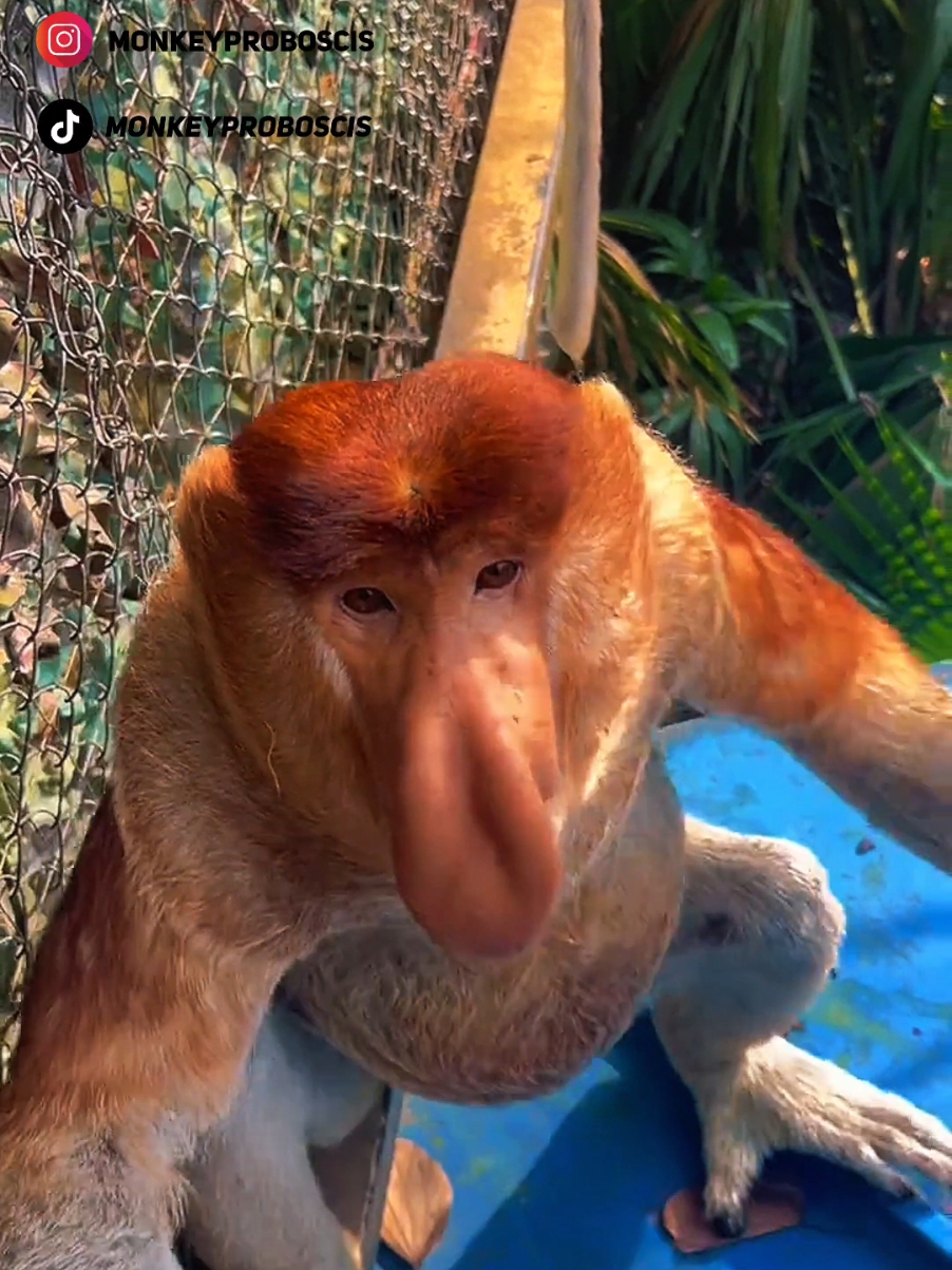 Proboscis Monkey Amazing  video. #Chimelong Proboscis Monkey Nakula #Come to Chimelong and have fun #Chimelong Long Wildlife World #OriginalVideo #长隆长鼻猴 纳库拉#来长隆放开玩 #长 隆野生动物世界 #原创视频  please follow my new 🆔@Ruff Nakula 