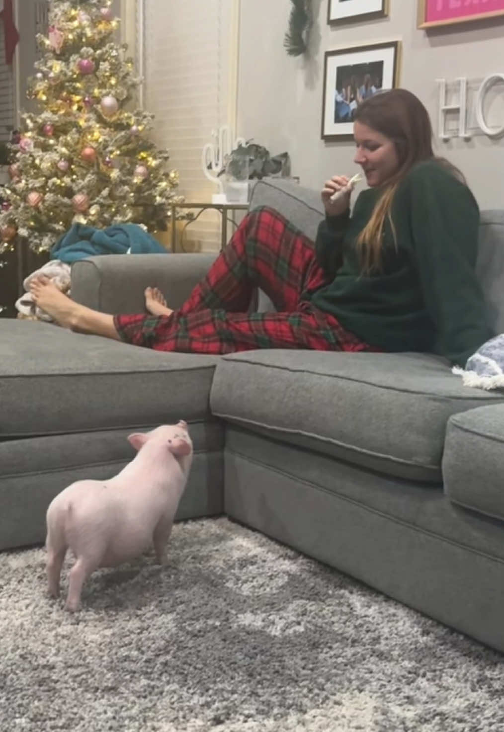 Shes go the hops but only for cheese sticks 🐖💕 #pigsoftiktok #babe #pigtok #piggy #cute #cutepig #funnyvideo #funnypig #baby #babyanimals #piglet #minipig #pigs #little #pig #pigsaspets #merrychristmas #cheese #cheesesticks #hops 