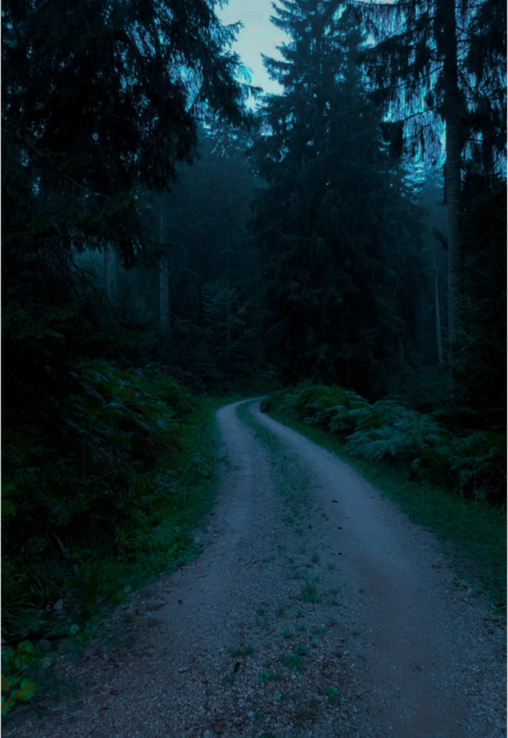 Rainy Forest🌲#nature #calm #darkaesthetic #naturephotography #foryou #aesthetic #relax 