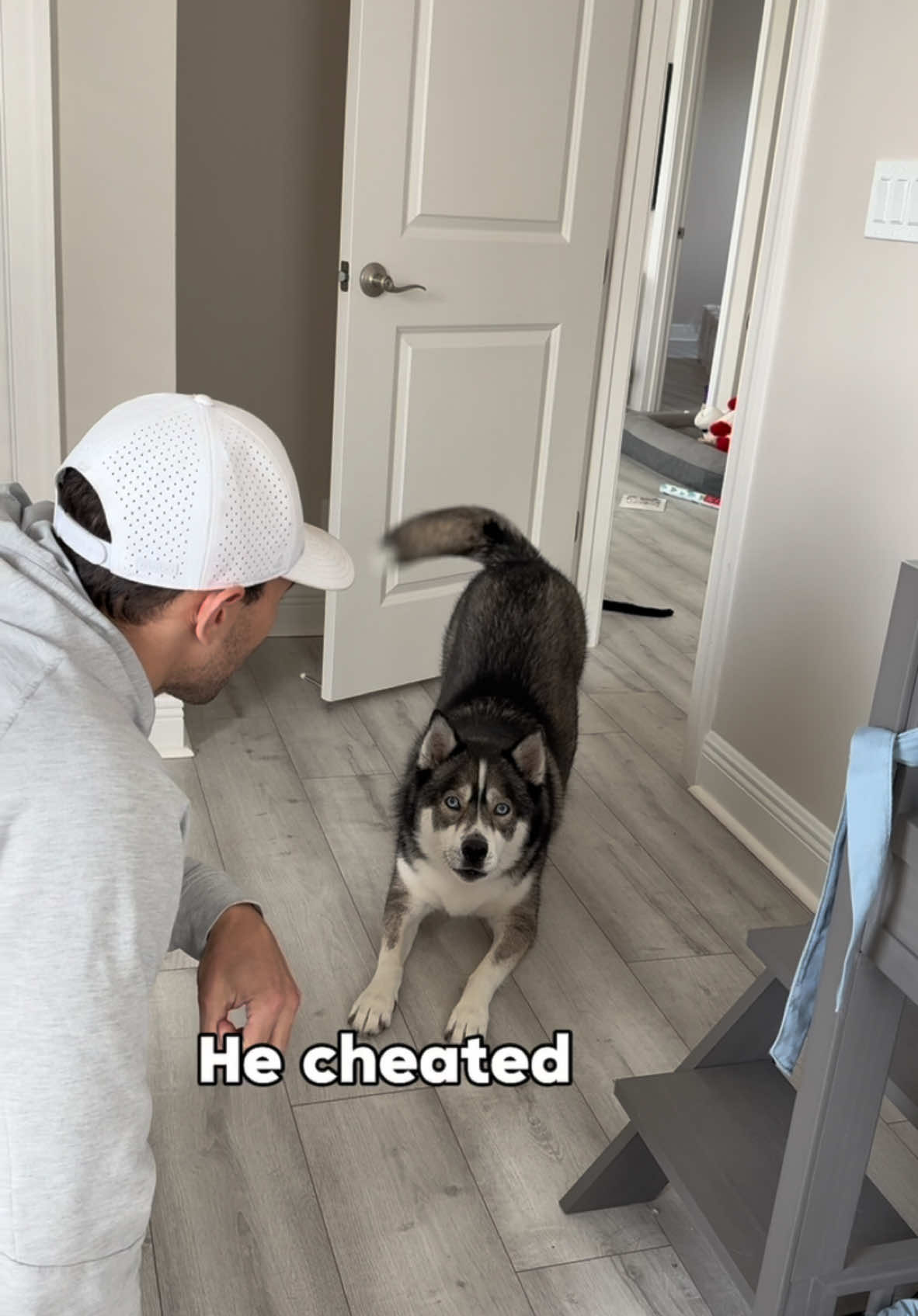 Someone may need to monitor the spares coin flip next time… seems rigged to me #dogsoftiktok #dogsoftiktokviral #husky #huskies #dog #dogs 