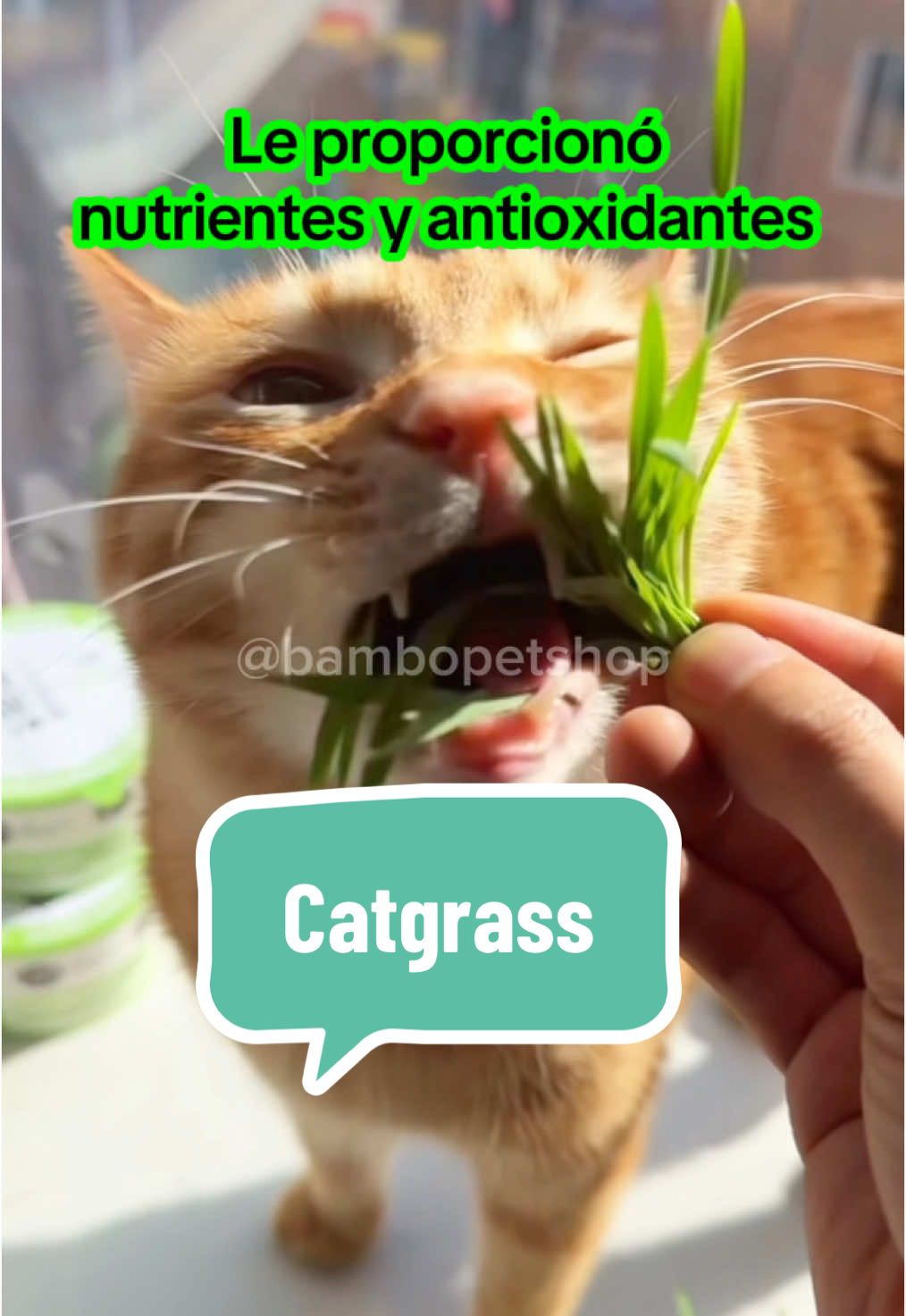 Descubre el cat grass 🍃🐈 una deliciosa y nutritiva hierba que no solo satisface su instinto natural de pastar de tu gato, sino que también promueve una mejor digestión y reduce bolas de pelo😻  Compra aquí: www.bambopetshop.com🛍️ escríbenos📲3215535360💜hacemos envíos en todo Colombia 🇨🇴