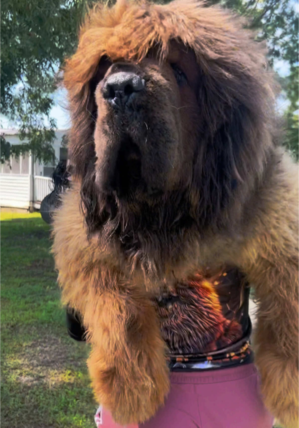 She dont want no puppy, she want a big dog 🤣🐶 #tibetanmastiff #pridelandtibetans #fyp #trending #tibetanmastiffoftiktok #shorts #reels 