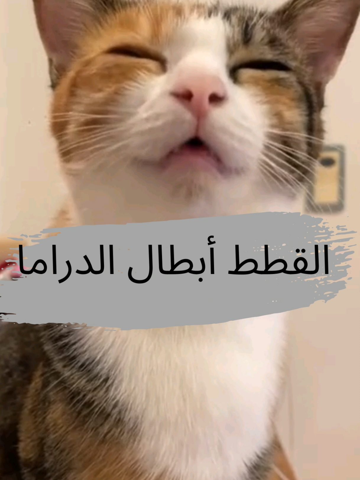 اوفر دراما 🤦🏾‍♂️🤦🏾‍♂️ #catsoftiktok #viraltiktok #cat #catlover #kittycat #pet #pets #cats #shorts 