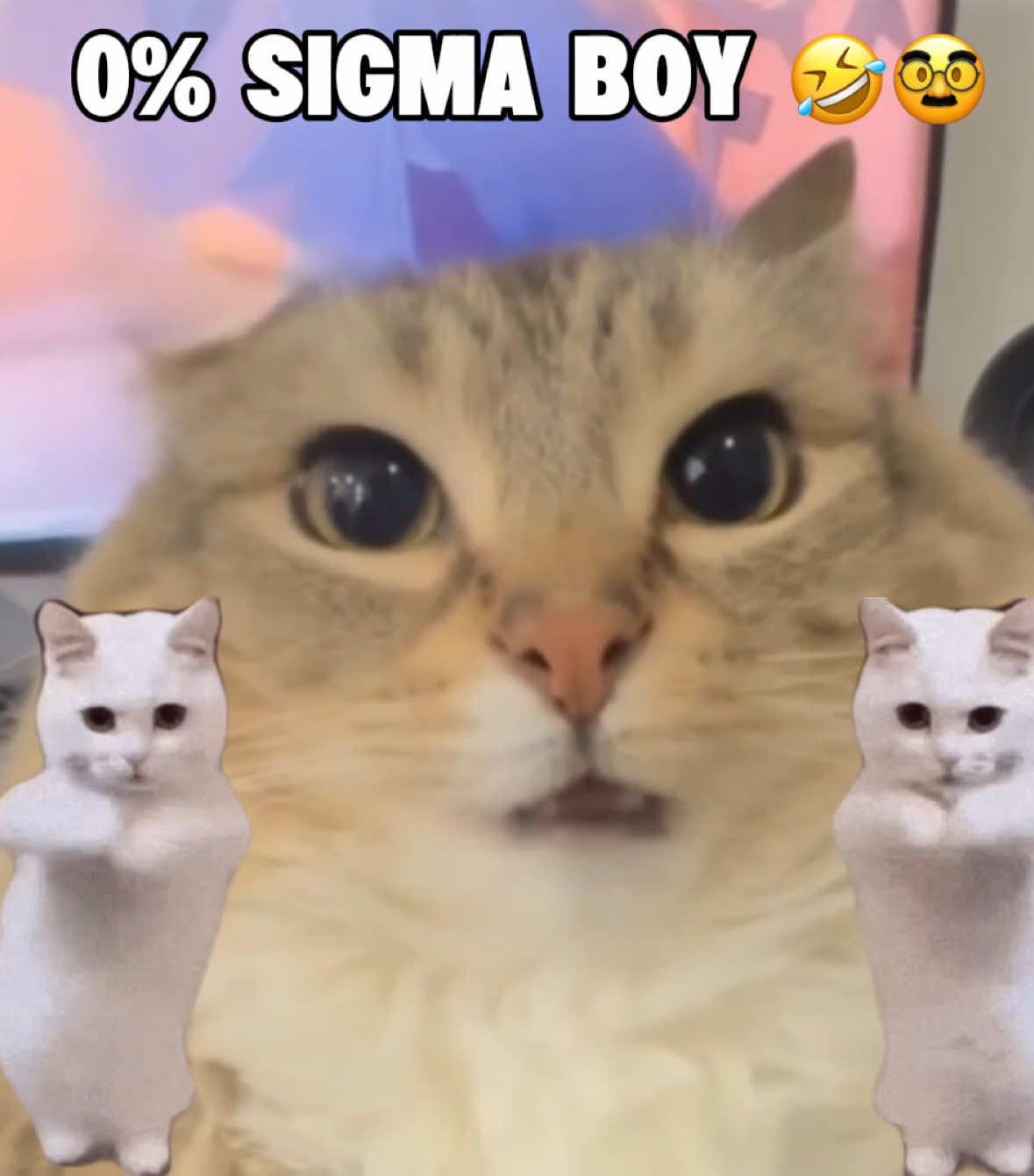 100 percent sigma cat #sigmaboy #sigmacat #singingcat #dancingcat #catbrainrot #catmemes #сигма 