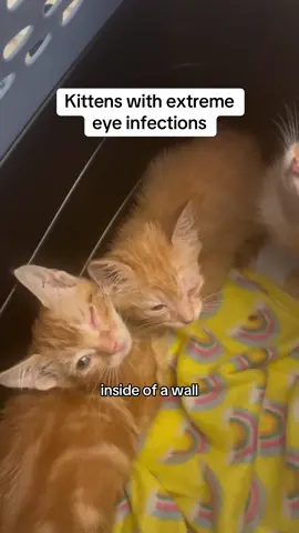 These kittens have been battling eye infections their entire lives 💔 Enucleation surgery will help them live pain free, but we need your help. #enucleationsurgery #kittens #kittentok #rescuestory #cats #kittenrescue #orangekittens #savingkittens #eyesurgery #rescuetok 