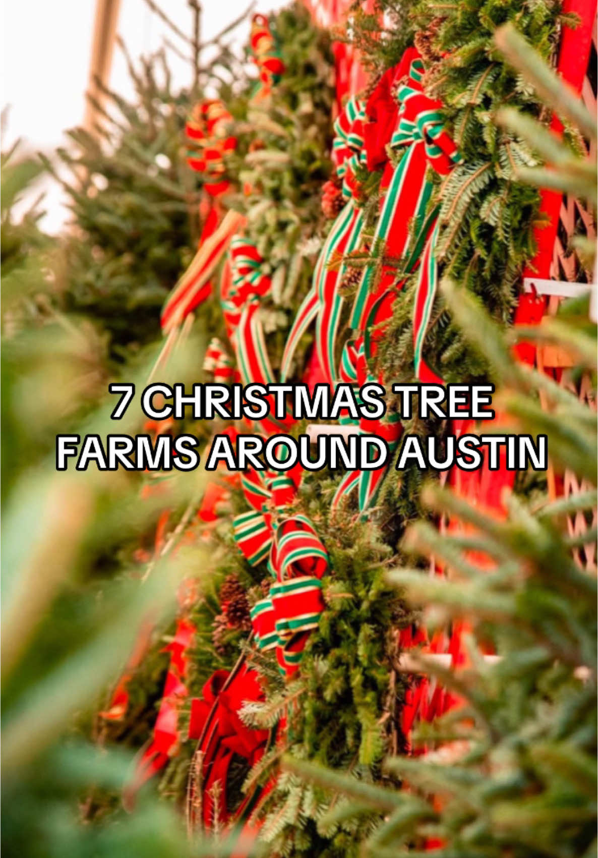 If you're late to the Christmas tree game, no worries! These 7 Christmas tree farms still have a great selection to choose from! Take a little trip outside of Austin to a true tree farm or visit a cheerful tree lot - you cannot go wrong🎄✨ Papa Noel Trees | Multiple Locations Papa Noel’s trees have decorated the White House three times! Check them out for some high quality Fraser Firs from North Carolina! Montana Fresh | Crestview Find your amazing Christmas tree from this selection of premium, freshly-cut Montana grown trees! They also have a wide variety of wreaths and festive greenery! Brungot Farms | Cedar Park Select your Christmas tree from these freshly cut Fraser Fir trees! Or pick out one of their festive and fresh wreaths!  Holiday and Harvest | Multiple Locations Choose your ideal tree while giving back to the local community! With every tree purchased, a donation is given to Austin Sunshine Camps!  Colorful Christmas Trees | Southwest Hills Dreaming of a unique Christmas Tree? Pick one out and choose from 12 different colors available to flock your tree! Talk about a colorful Christmas!  Evergreen Farms | Elgin Visit Evergreen Tree farms and choose your perfect tree! Enjoy outdoor games, a maze, nature trails and more while you’re at it! Abrameit Tree Farm | Luling Abrameit is a classic tree farm with both chose-and-cut trees as well as pre-cut trees! We recommend you call before you go and ask about their availability!  #austin #atx #christmas #christmastree #treefarm #christmastreefarm #holidaytraditions 