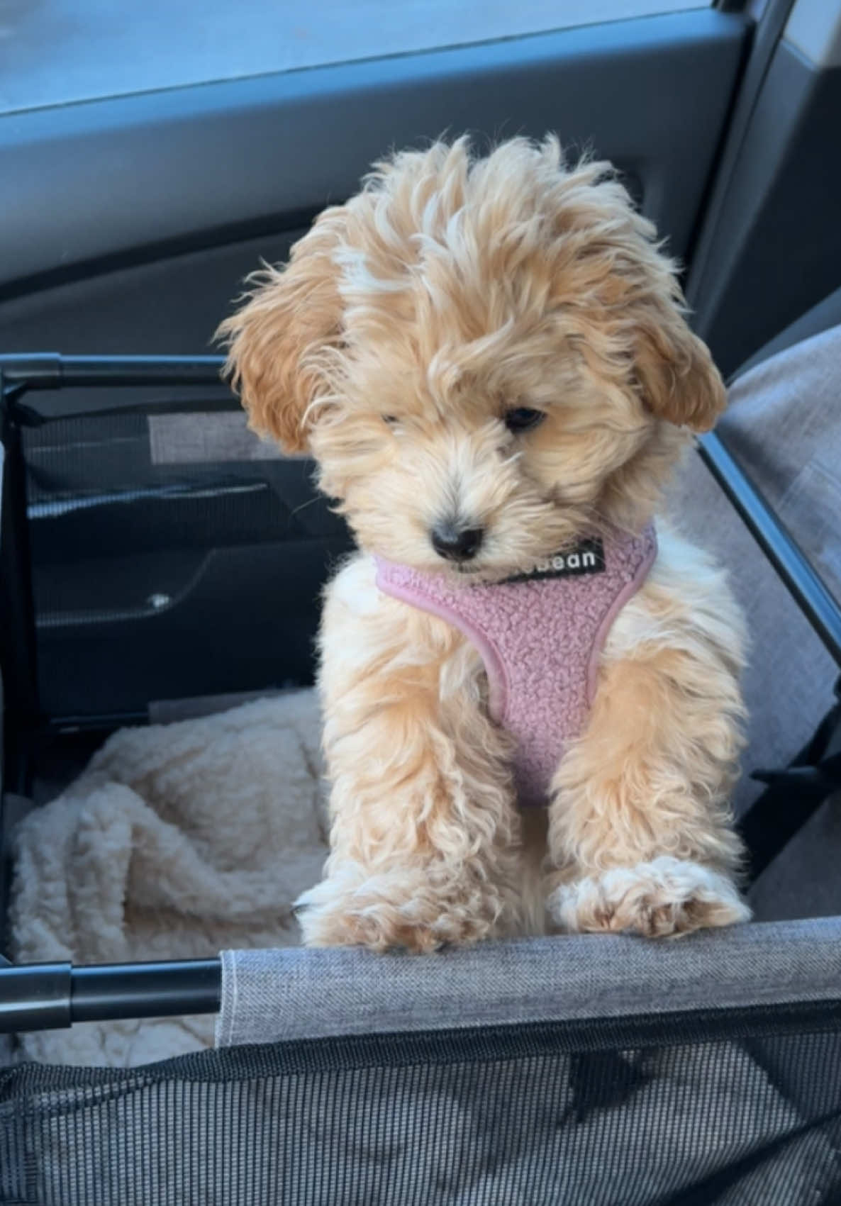 so cute🥹🙈💗 #ellipoo #fyp #maltipoo #dogsoftiktok #puppylove #maltipoosoftiktok #foryoupage❤️❤️ #cutebaby 