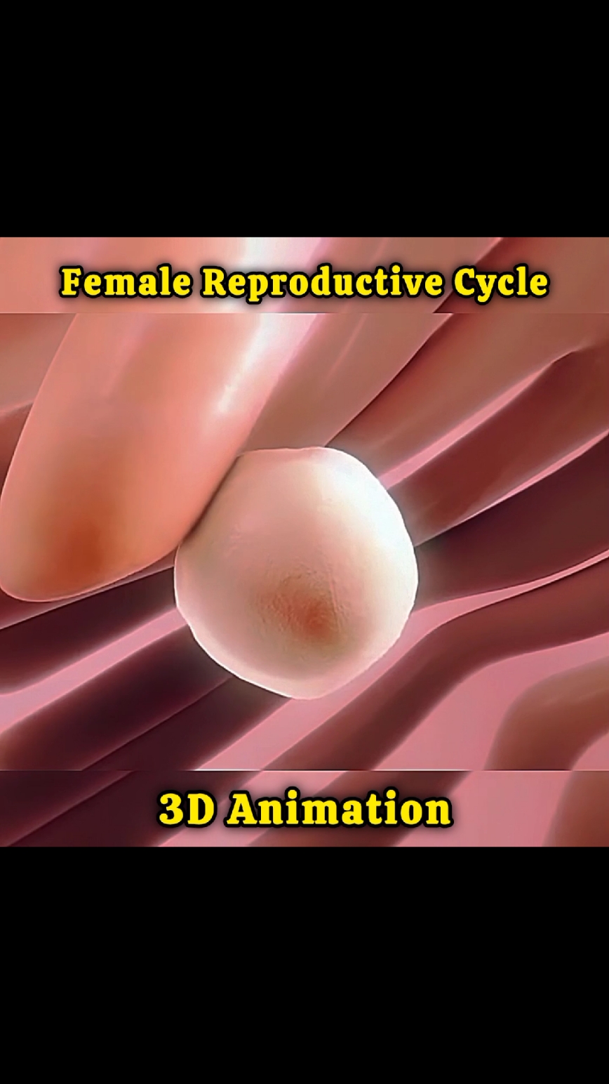 Female Reproductive Cycle#doctorstrange #doctor #surgerytiktok #foryoupage❤️❤️ #videoviral 