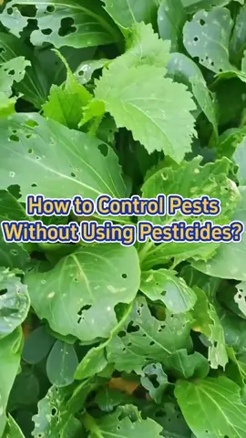 #garden #gardening #planting #agriculture #farming #urbanfarming #pestcontrol #pesticidefree #gardeninghacks #vegetablegarden #gardeningtips 