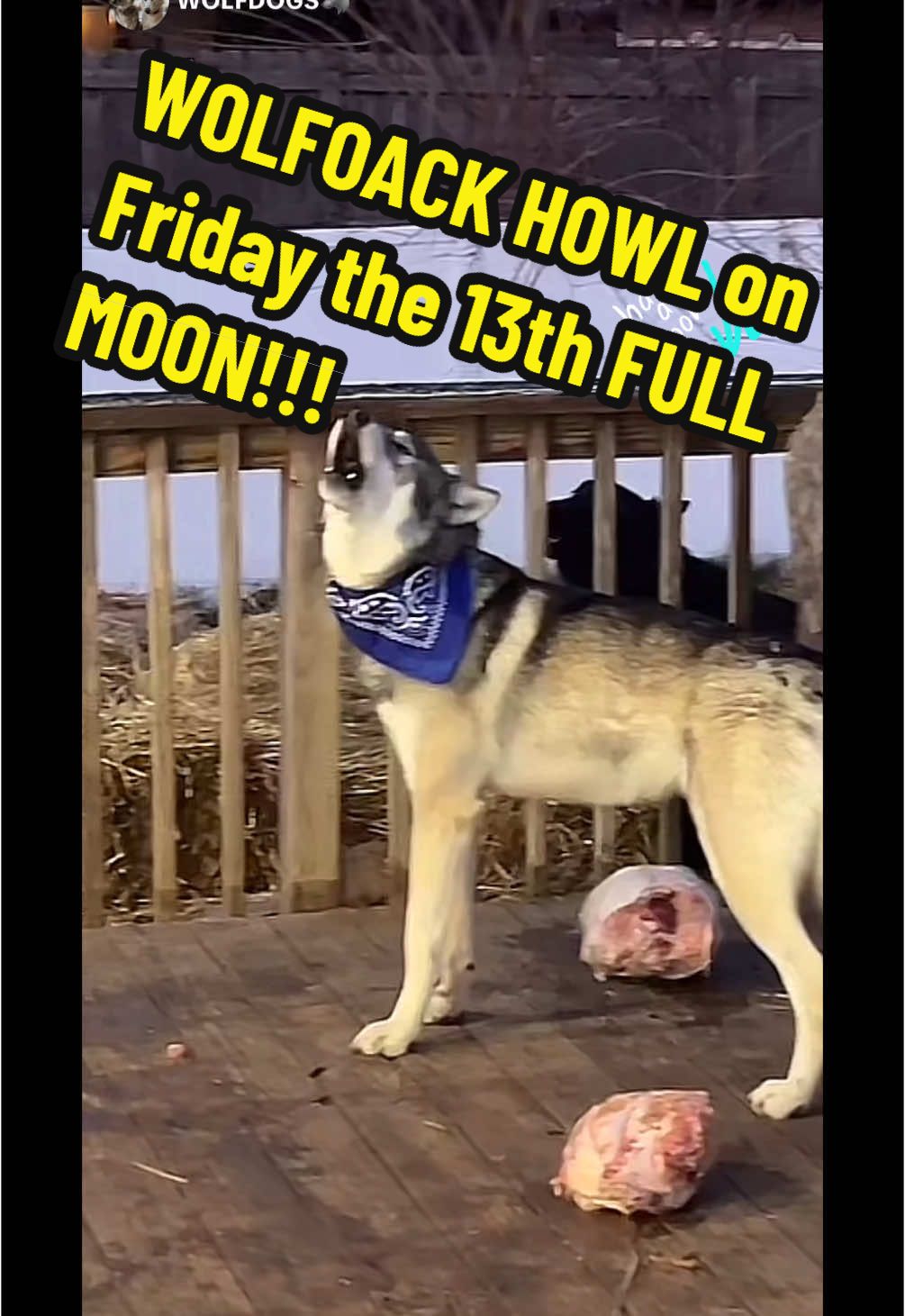 #wolf #dog #wolfpack #puppy #Love #happy #animal #dogs #cat #food #life #funny #cute #tiktok #meme #stitch #like #gsd #fyp #CapCut #short #shorts #viral #livefest2024 #blowthisup #bts #comedia #duet #edit #foryou #fypシ #foryoupage #funfacts #greenscreen #humor #instagram #joke #keşfet #movie #netflix #on #parati #quotes #relatable #trend #usa #wow #youtube #play #snow #fun #rescue #save #charity #hel #sanctuary #Summer #winter #spring #fall #Gofundme #run #river #camp #camping #sports #fun #hero #money #edit #joy #pet #Longervideos #germanshepherd #doggy #pup #bully #xlbully #rescued #shelter #rescuedog #TrendTok #Livefest #leash #dogwalk #TrendTokApp #howl #moon #tornado #coyote #coyoteamerica #Thankyou 