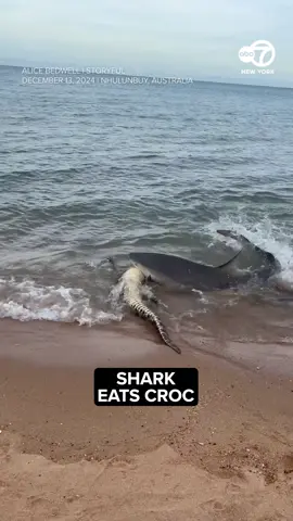 Shark eats crocodile at beach in Australia | Whether the shark killed the crocodile or it died some other way isn't clear. #australia #nature #ocean #shark #crocodile