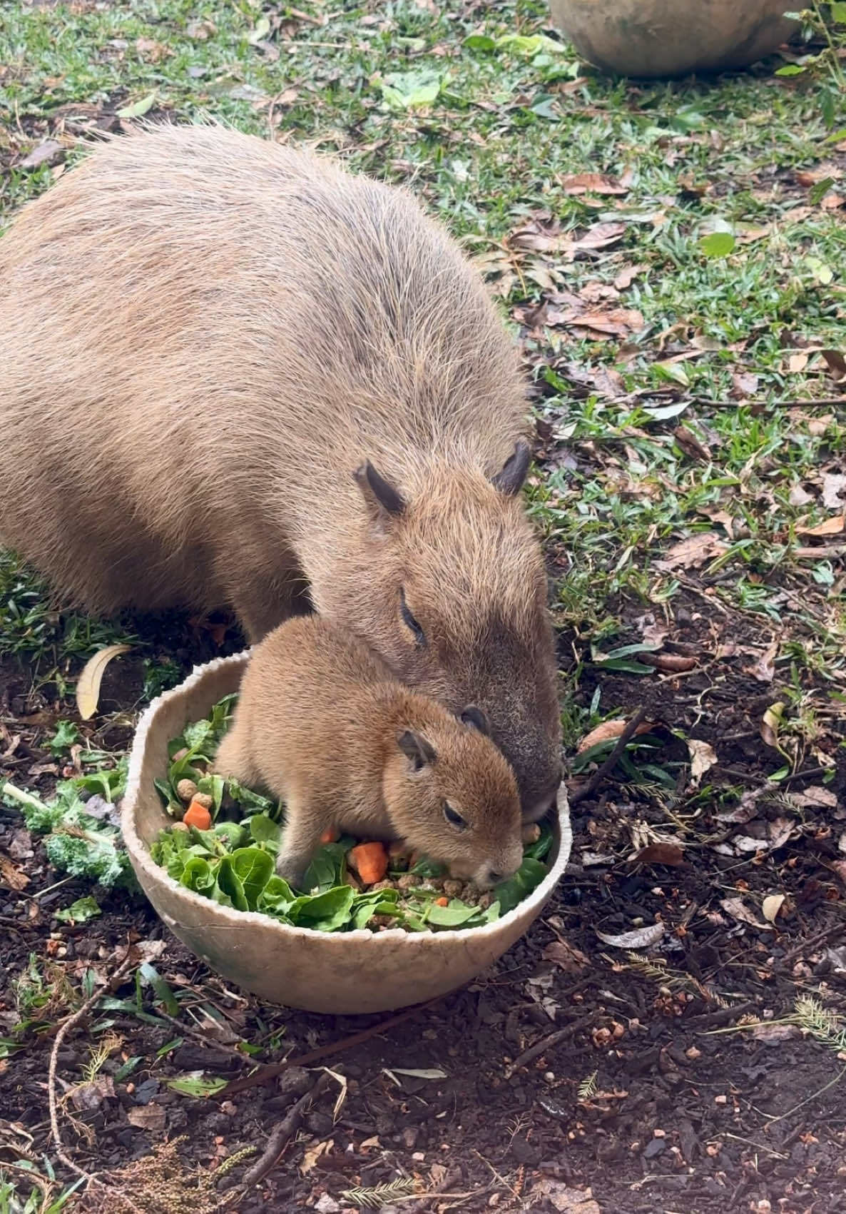 Munching is a family business for Tupi the baby capybara! 🥰😋 #animals #cuteanimals #babyanimals #fyp #cute