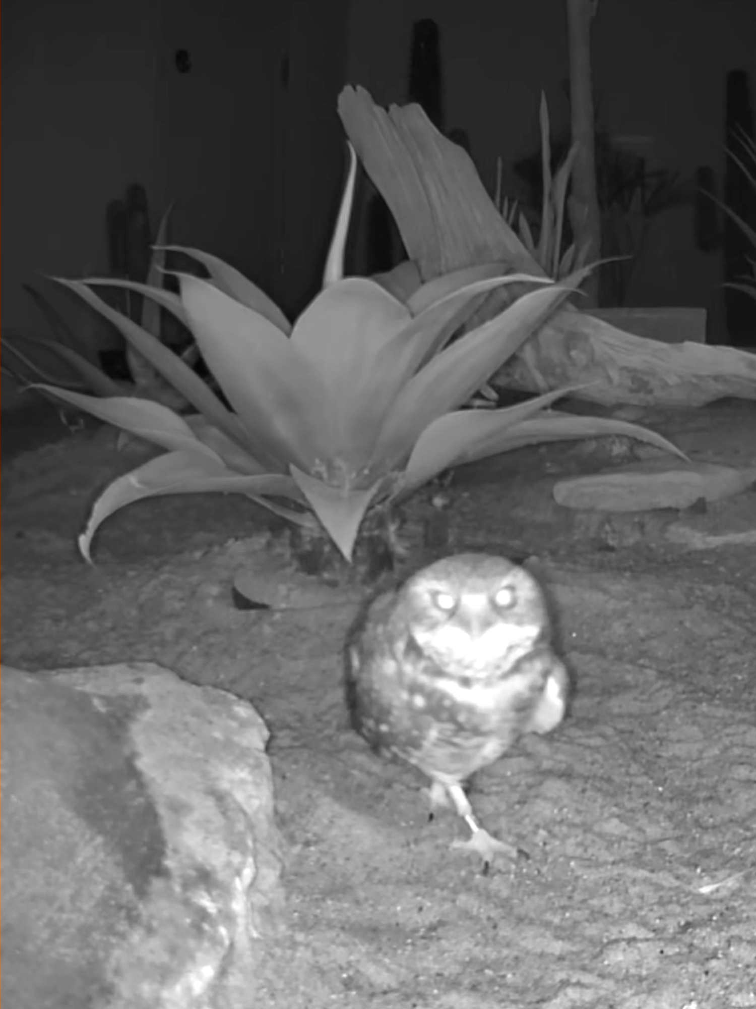 Night owl 🌑🦉 While the Zoo may be closed to the public, the animals have their own schedules! Vern, a male burrowing owl at the Zoo, is actually diurnal, meaning he is most active during the day. Like most owls, they store extra food in their burrows, a behavior called caching. #stlzoo #zoo #burrowingowl #nighttime #birds #birdsoftiktok #owl