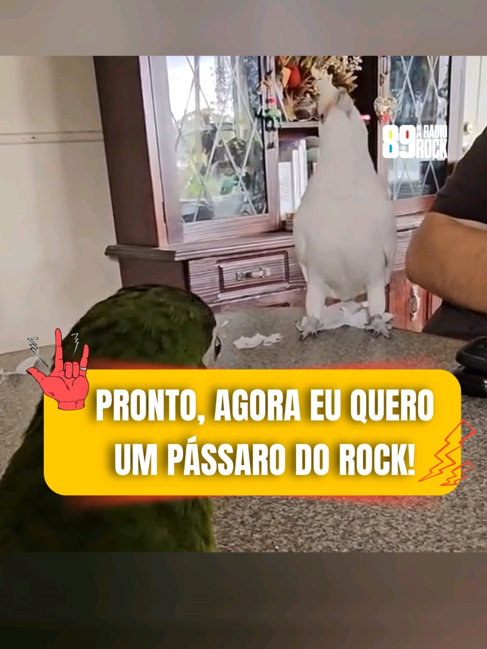 PRONTO, AGORA QUERO UM PÁSSARO DO ROCK! 🦜 Ghost ensinando seu irmãozinho a quebrar tudo. Créditos: @serotonin_scrimmage #89 #aradiorock #radiorock #vivaorock #rock #89fm #89aradiorock #89fmaradiorock 