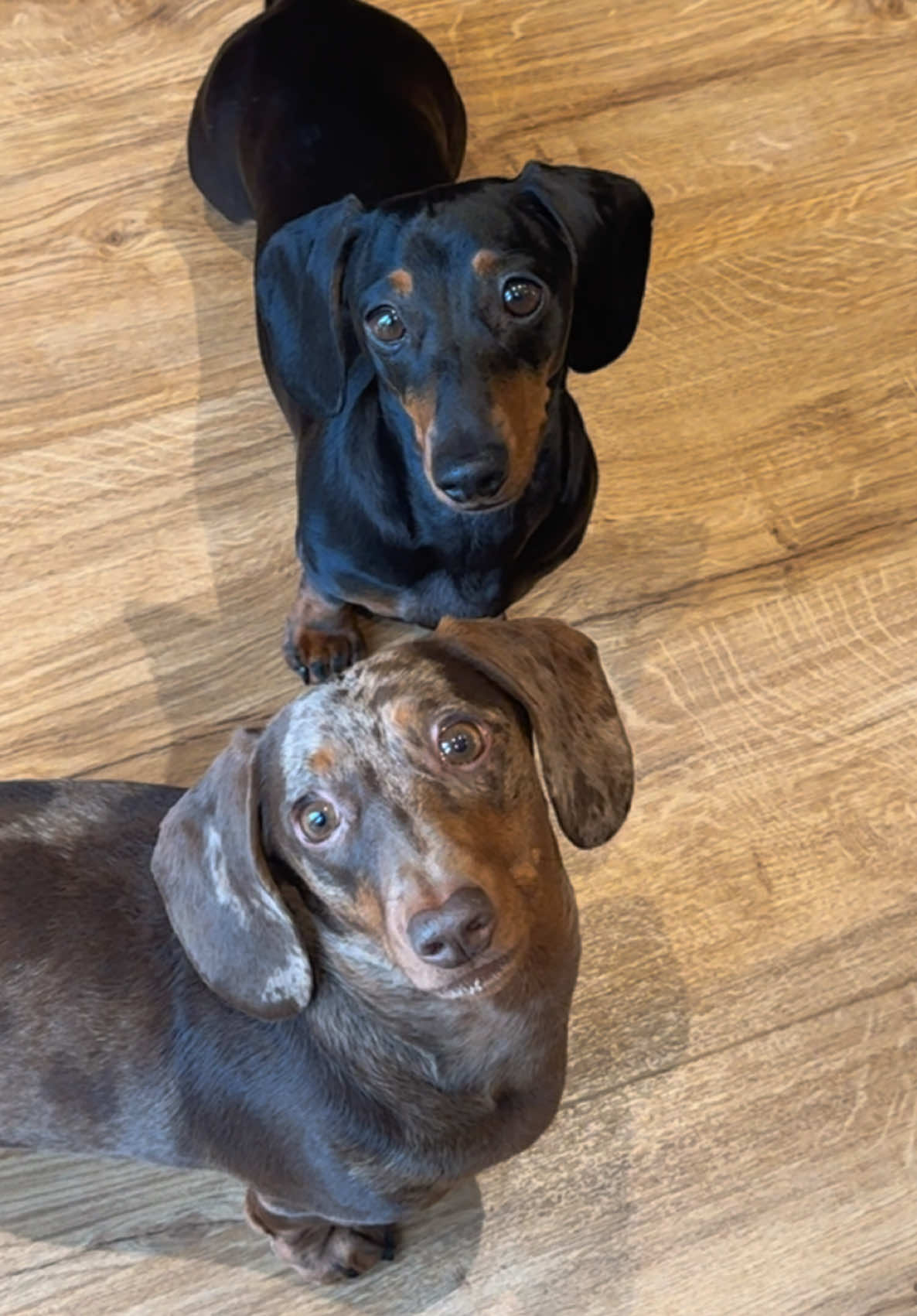 Tell me you’ve opened a packet of crisps without telling me you’ve opened a packet of crisps…🤣 #sausagedog #dachshund #dog #wienerdog #dogs #puppy #fyp #miniaturedachshund #doxie #teckel #foryou #foryoupage 