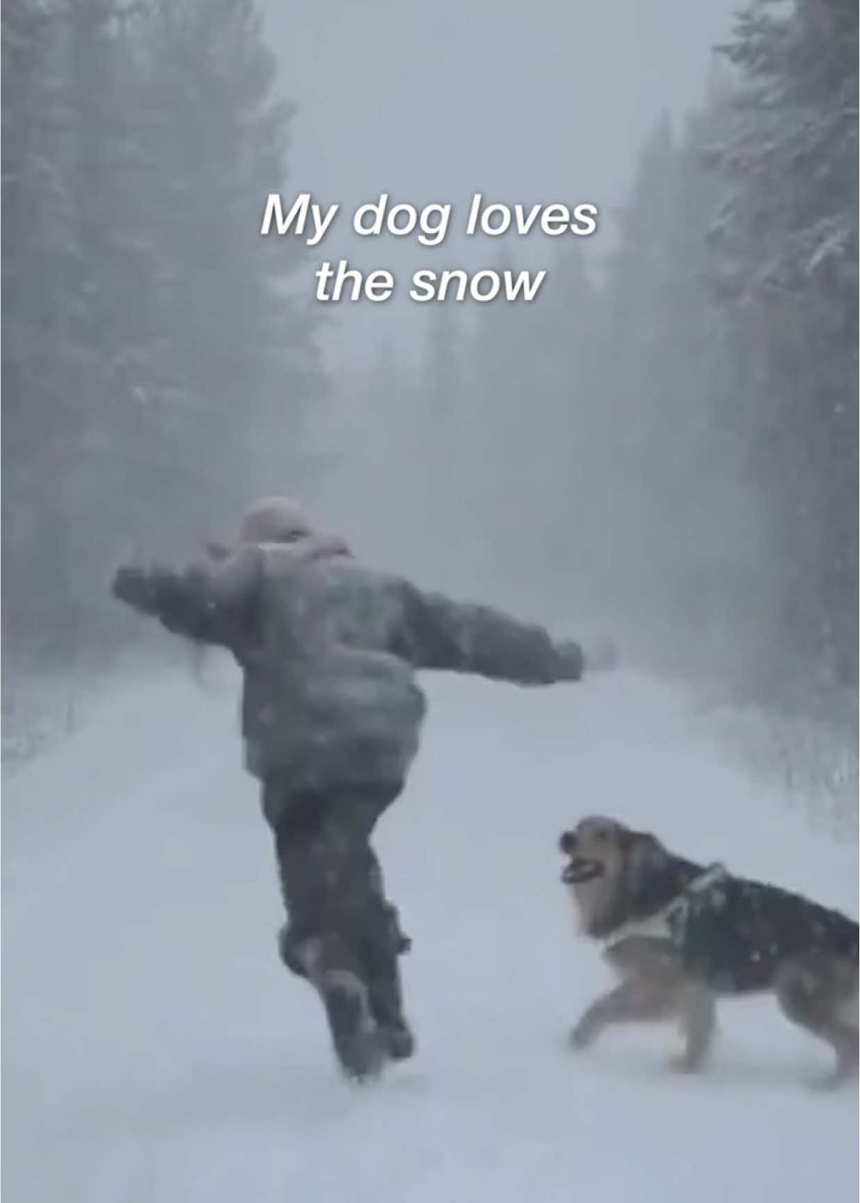 My dog Nanook loves the snow. At least when he was a bit younger and had energy to run in the deep snow. I love these scenes with him. He is so joyful and full of life! #Sweden #nordicstyle #bestfriend #winter #playinginthesnow #snow #Outdoors