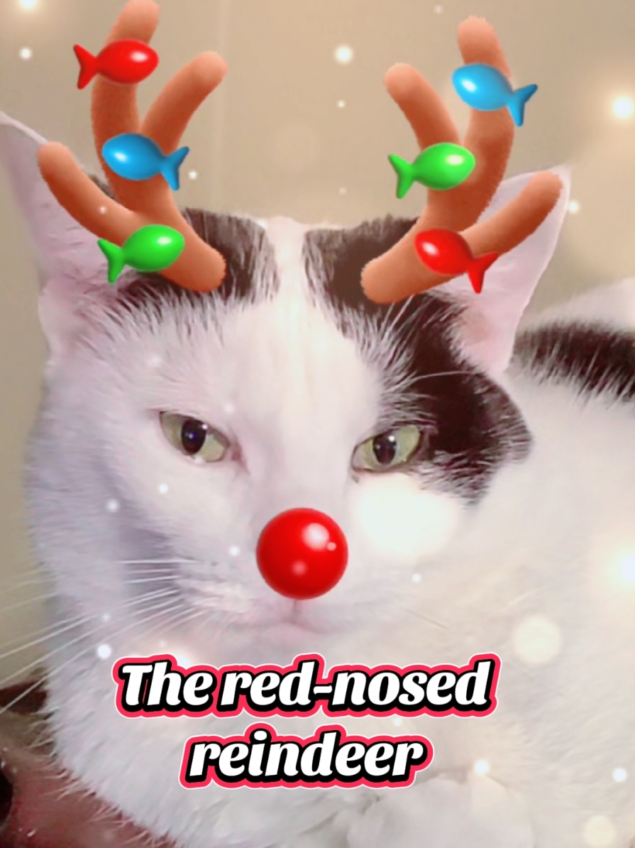 She had a very shiny nose!✨️🔴🦌😸 #maxxandrooby #polkadotpets #reindeergames #funnycat #funnyvideo #funnypets #rudolph #merrychristmas #catsoftiktok #PetsOfTikTok 