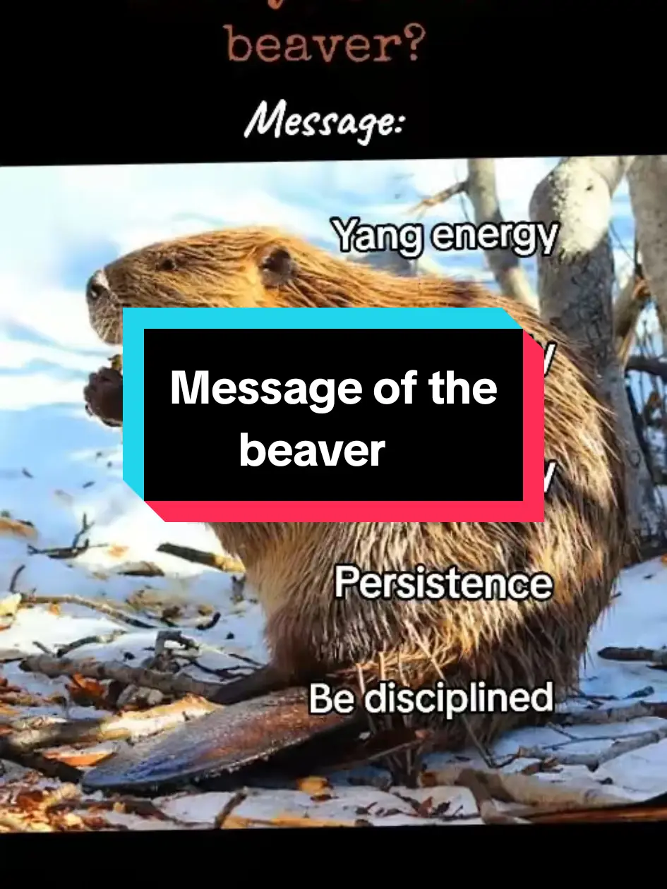 #beaver #spiritualtiktok #liftingandgifting #awakened #messages #signs #spiritanimal #lizeeloo2 