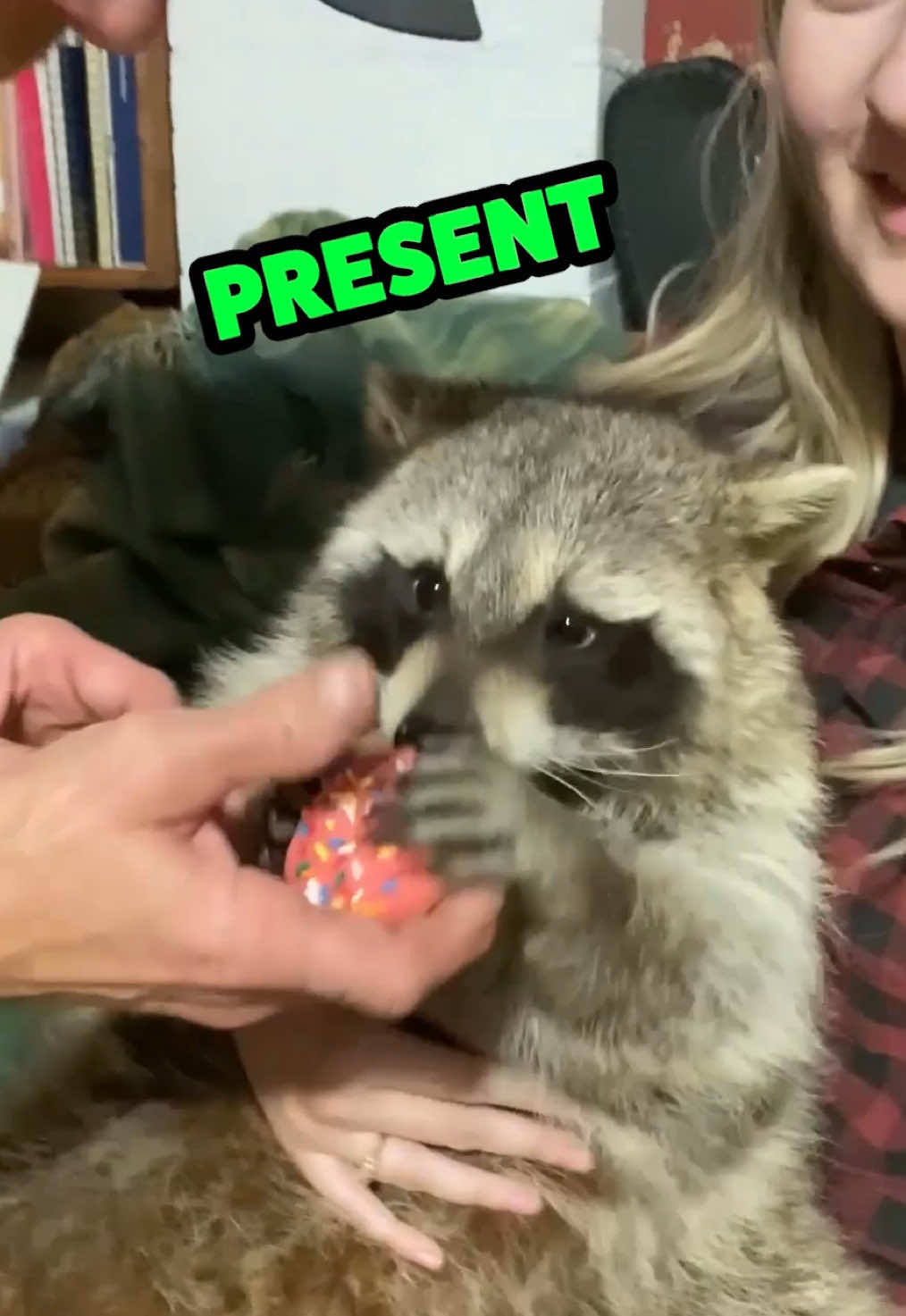 Replying to @𝓔𝓻𝓲 Happy Trash-mas to all! 🦝 #raccoon #raccoonsoftiktok #trash #trashmas #seasonseatings #dub #vo #rufus